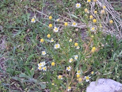 Matricaria chamomilla