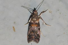 Dioryctria pygmaeella