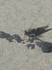 Oedipodinae
