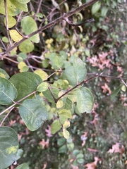 Celtis tenuifolia