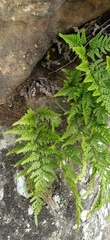 Davallia solida pyxidata