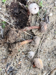 Tulostoma rufum
