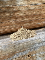Kalotermitidae