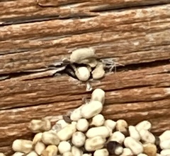 Kalotermitidae