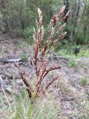 Sorghum leiocladum