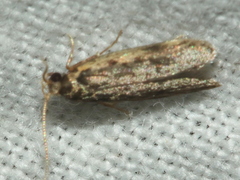 Hoplostega ochroma