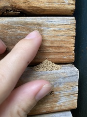 Kalotermitidae