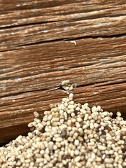 Kalotermitidae