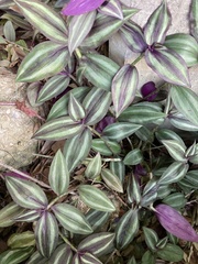 Tradescantia zebrina