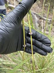 Sorghum leiocladum