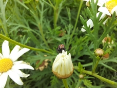 Pterotaenia fasciata