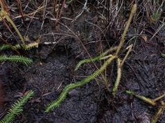Lycopodiella appressa