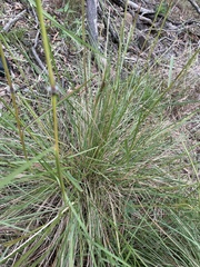 Sorghum leiocladum