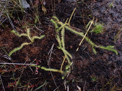 Lycopodiella appressa