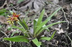 Guzmania