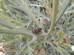 Pterotaenia fasciata