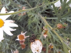 Pterotaenia fasciata