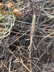 Hypsicorypha gracilis