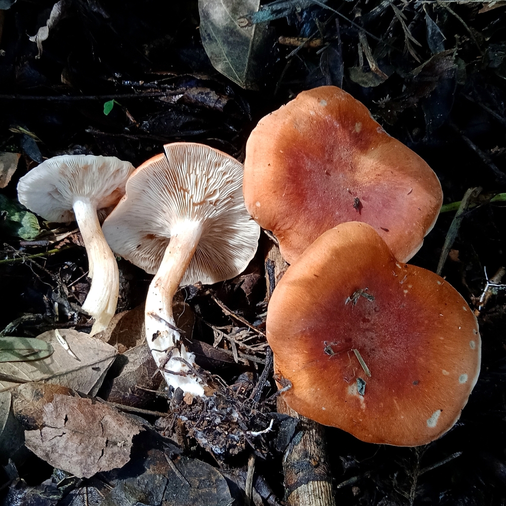 Leucopaxillus gracillimus · October 2022 · photo: © deniszabin (iNaturalist, cc-by)