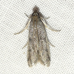 Phycitodes reliquellum