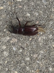 Lucanus capreolus