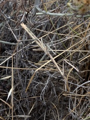 Hypsicorypha gracilis