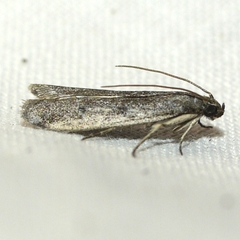 Phycitodes reliquellum