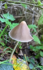 Parasola conopilea