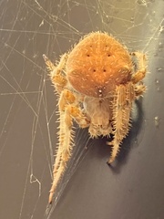 Araneus gemma