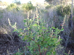Goodia medicaginea