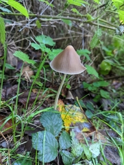 Parasola conopilea