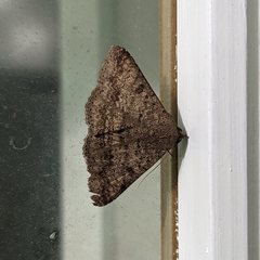Eudesmeola lawsoni