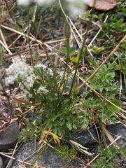 Conioselinum gmelinii