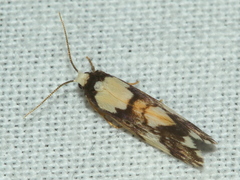 Philenora elegans