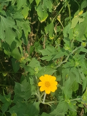 Tithonia