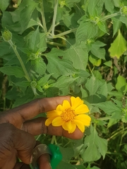 Tithonia