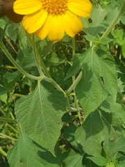 Tithonia