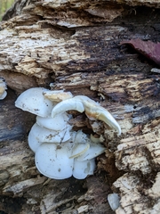 Ossicaulis lignatilis