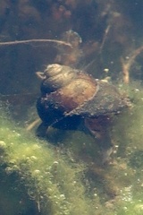 Cipangopaludina chinensis