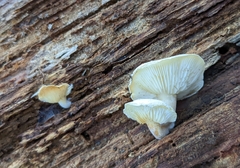 Ossicaulis lignatilis