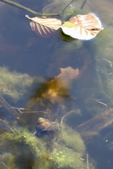 Cipangopaludina chinensis