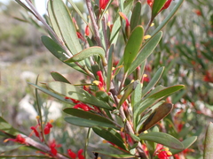 Grevillea pauciflora