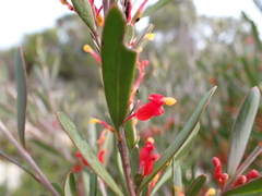 Grevillea pauciflora