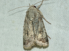 Proteuxoa amaurodes