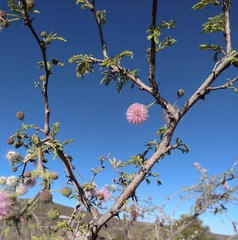Mimosa texana