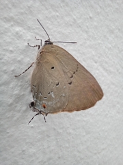 Parrhasius polibetes