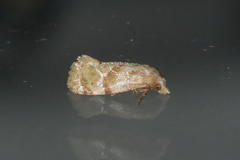 Platphalonidia magdalenae