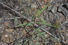 Lactuca pulchella