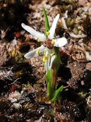 Wurmbea uniflora