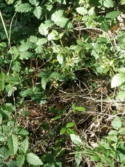 Rubus trivialis